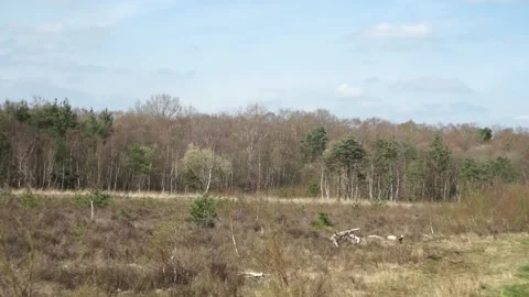 Left to right pan of two butterflies flying over woodland in Surrey, UK Stock Footage 241191289