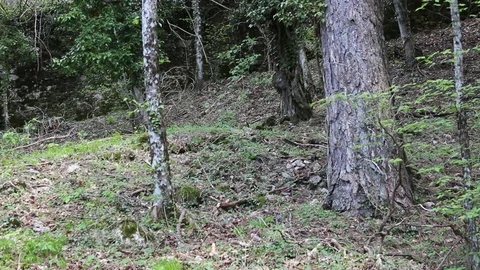 Left-right pan view of the trees in the woods of La Verna, Tuscany,Italy Stock Footage 75183527