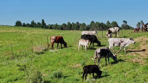 A left to right panning shot of Nguni breed cattle grazing along a fence in.. Stock Footage 256691306