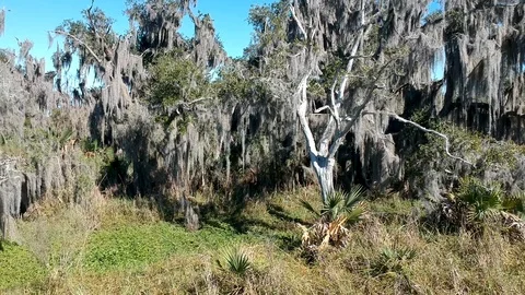 Left to right panning shot of swampland and marsh Stock Footage 101661353