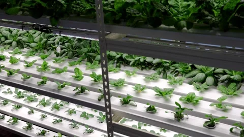 Left to right panning on vertical multi-level indoor hydroponic vegetable Stock Footage 264610491