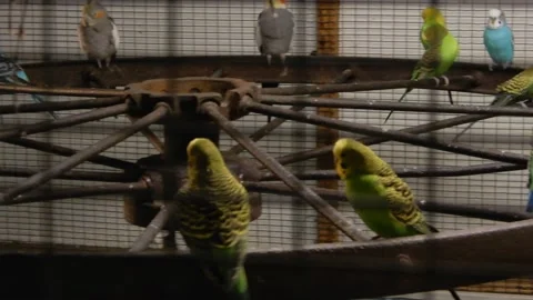 Left To Right Panorma Multi Colored Blue Green Yellow Budgies Flying Around Stock Footage 165764738