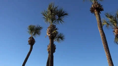 Left To Right Panorma Palm Trees In Tropical Vacation Getaway Location Again Stock Footage 126425971