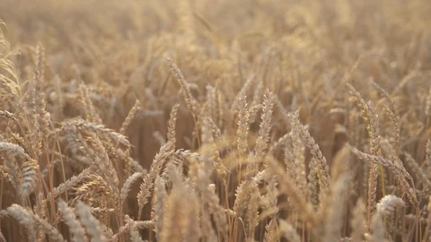Left to right shot of a wheat field at sunset. Rays of sun falling on golden Stock Footage 111367989