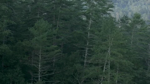 Left to right track of trees in mountains Stock Footage 248571358