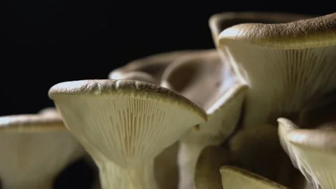 Left to right tracking shot close up of homegrown Cardoncelli mushrooms on Stock Footage 168893106