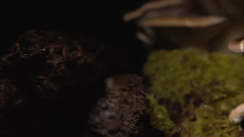 Left to right tracking shot close up of homegrown mushroom Stock Footage 168893121