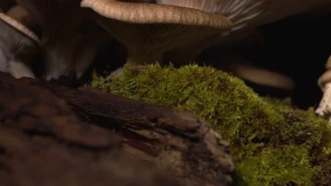 Left to right tracking shot close up of homegrown Cardoncelli mushrooms Stock Footage 168893363