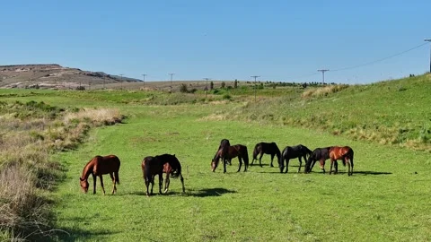 Left to right tracking shot of horses grazing on a pasture in South Africa Stock Footage 256691160