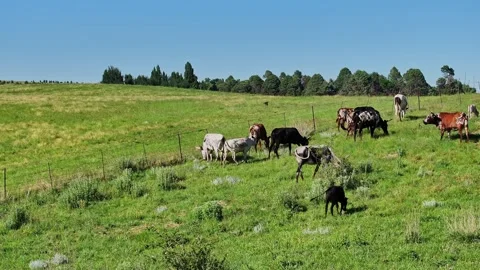 A left to right tracking shot of Nguni breed cattle grazing along a fence i.. Stock Footage 256690989