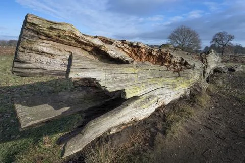 Left to rot Foto stock