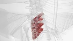 The mylohyoid muscle or diaphragma oris Stock Video Pond5