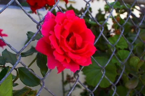 Left Side Closeup of Pink Rose sticking through a Metal Fence Stock Photos