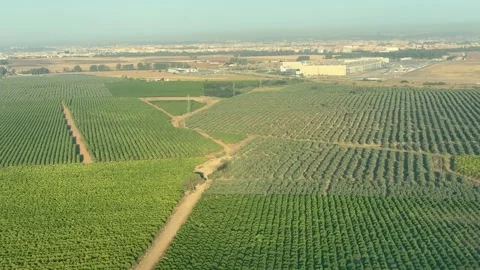 Left Side Cockpit View of the Shadow of a Jet Airplane Flying Over Olive Grove Stock Footage 337426072