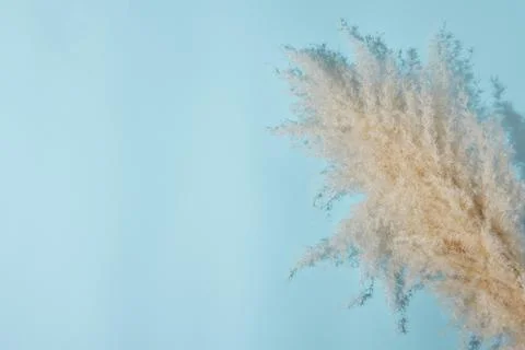 Left side copy space. Pampas leaf branch on light sky  blue background. Flat Stock Photos