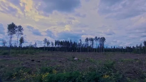 Left side Driving plate A deforestation area Video stock 247394205