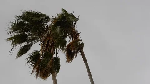 Left Side Palm Trees Blowing Wildly In Hurricane Season Strong Wind Strong R Stockbeeldmateriaal 126243809