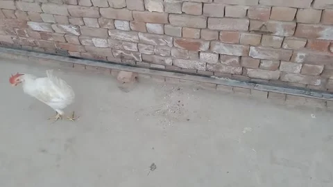 Left Side View of Chicken Feeding During Breakfast in Daylight Vídeos de archivo 347182700