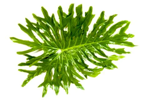 Left Side View of Green  Leaf Patterns and Textures Stock Photos