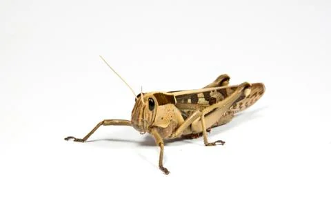 Left side view of patterned grasshopper on white Stock Photos