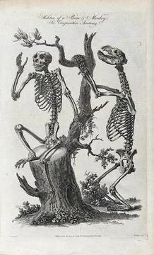 Left, the skeleton of a monkey sitting on the stump of a tree. Right, the s.. Illustrazione stock