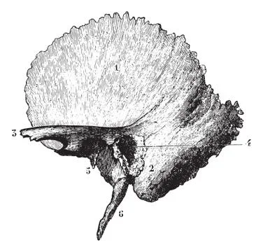 Left temporal bone, vintage engraving. Stock Illustration