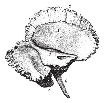 Left temporal bone, vintage engraving. Stock-Illustration