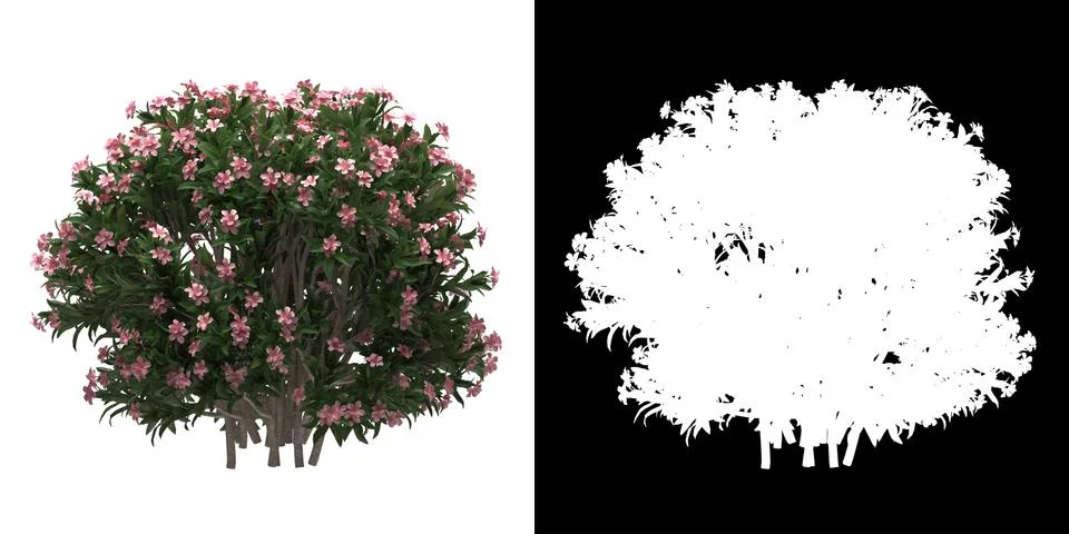 Left view (Nerium Oleander Dwarf) png with alpha cutout 3D rendering Illustrazione stock
