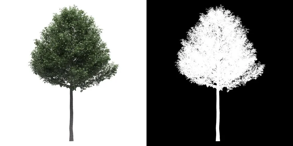Left view (Populus Alba Pyramidalis) png alpha cutout 3D rendering Stock Illustration