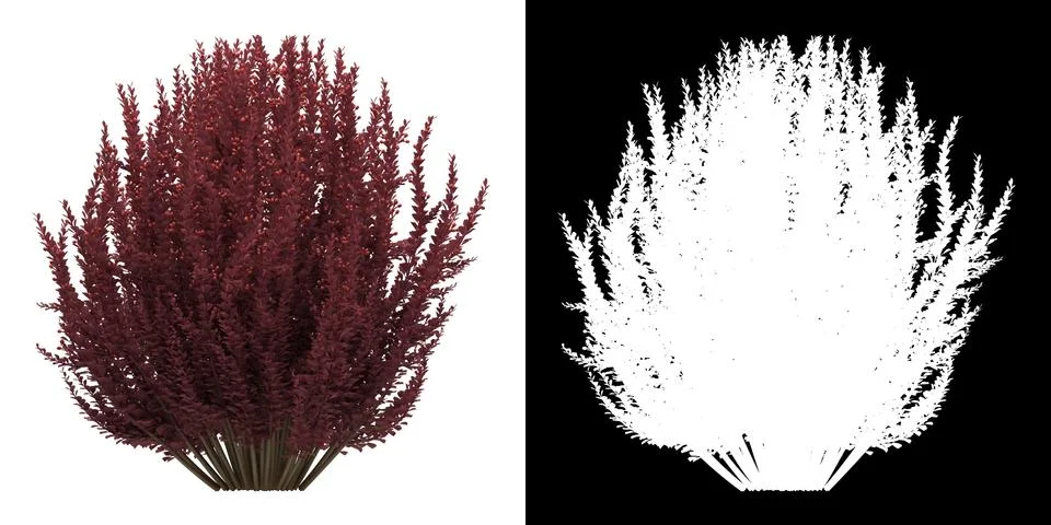 Left view of tree (Berbeus Thunbergi) png with alpha channel Stock Illustration