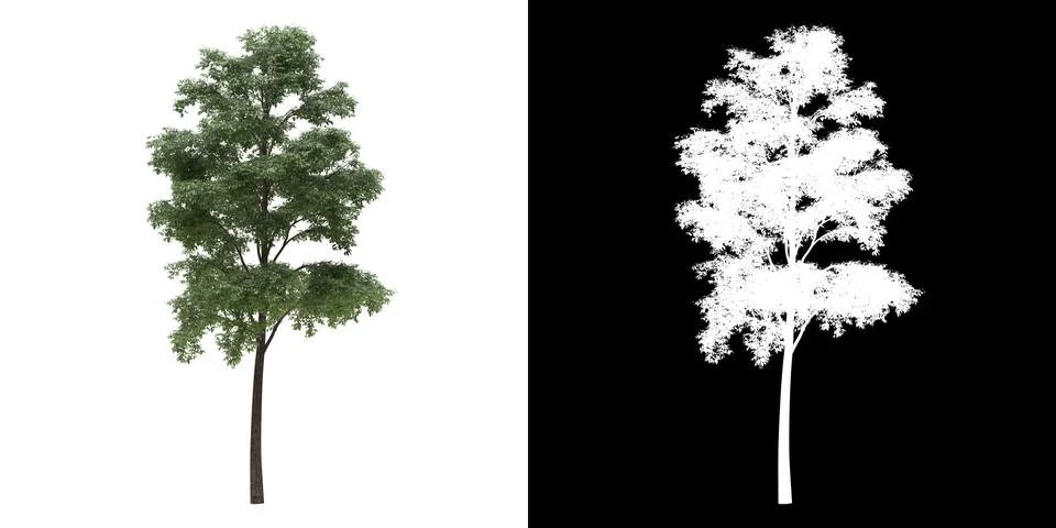 Left view of tree (Bucida Buceras) png with alpha channel Stock Illustration