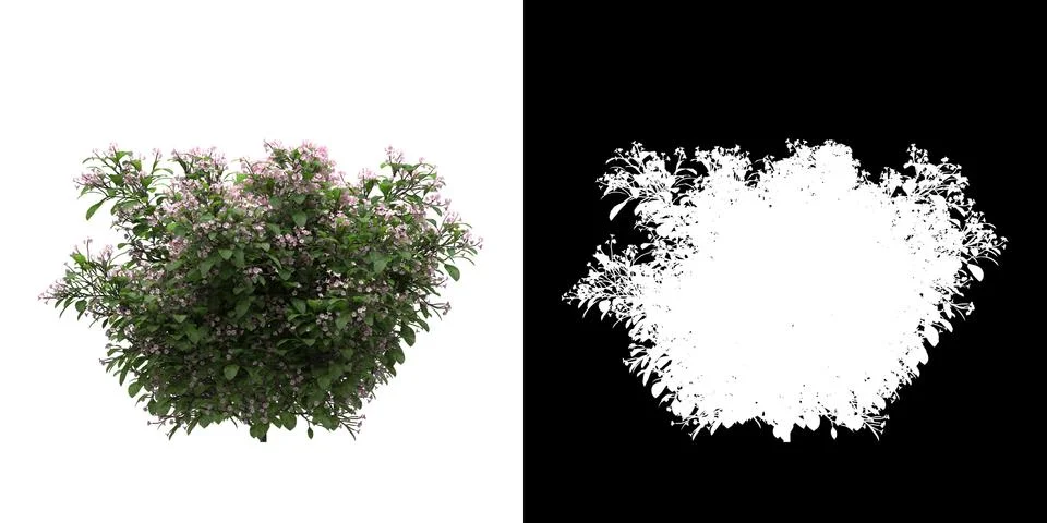 Left view of tree (Catharantus Rosea) png with alpha channel Stock Illustration