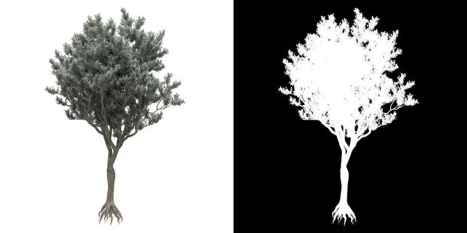 Left view of tree (Conocarpus Erectus) png with alpha channel Stock Illustration