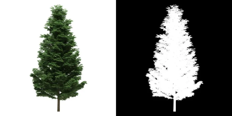Left view of tree (Cupressoncyparis Leylandii) png with alpha channel Stock Illustration