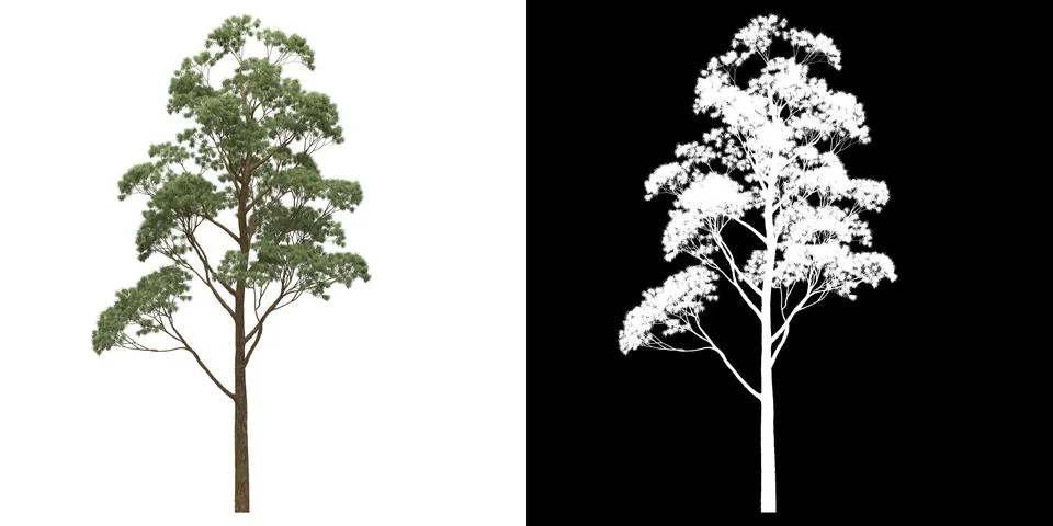 Left view of tree (Eucaliptus Gunni) png with alpha channel Stock Illustration