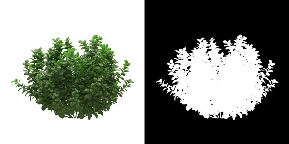 Left view of tree (Ficus Microcarpa) png with alpha channel Stock Illustration