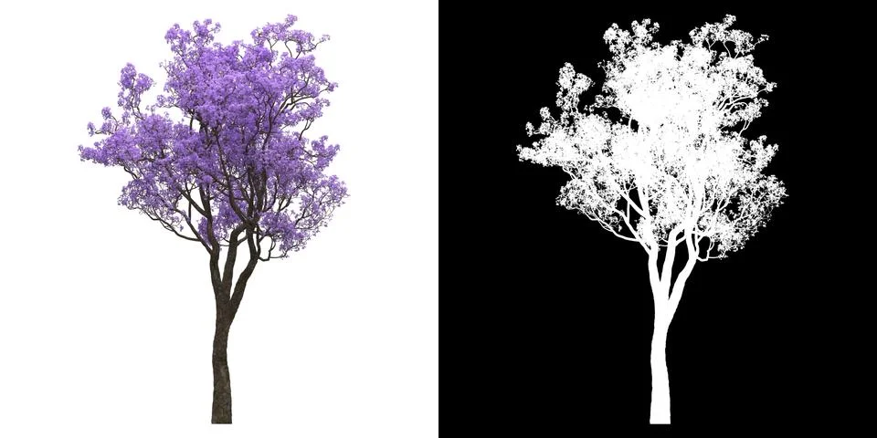 Left view of tree (Jacaranda Mimosifolia) png with alpha cutout 3D rendering Stock Illustration