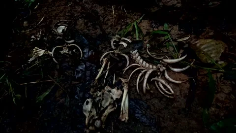 Leftover bones of a dead animal found on the ground of a tropical forest Vidéo 336925309