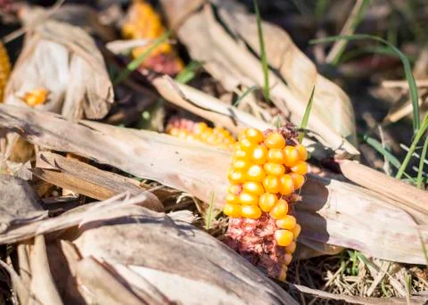 Leftover corn cobs Stock Photos