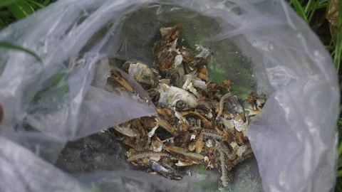 Leftover dried anchovy manure in a plastic bag Stock Footage 221681946