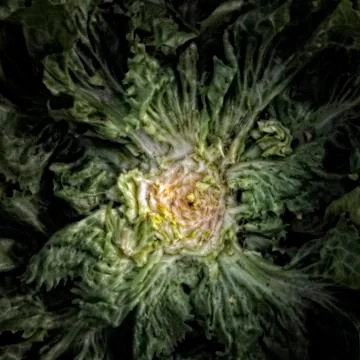 Leftover of an endive on the vegetable garden ground Stock Photos