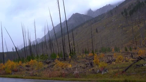 Leftover of forest fire and burned land on a rainy, foggy day. Stock Footage 197043880