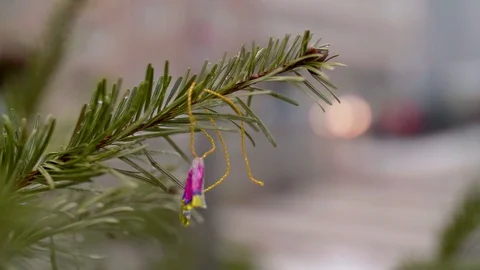 Leftover of a Sweet Decoration on a Chrismas Tree, Thrown on the Street Stock Footage 100788049