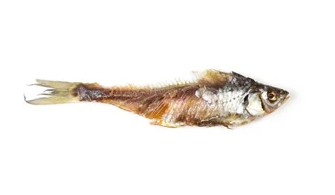 Leftovers from dried roach. Fish close up. Isolated on a white background Fotos Stock