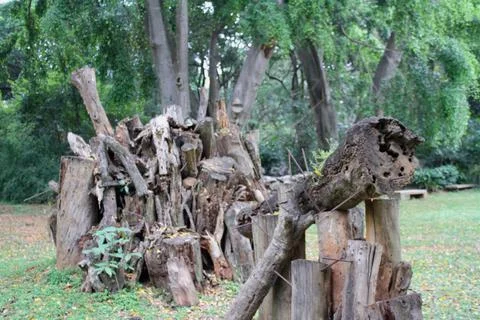 Leftovers of an old tree Stock Photos