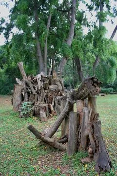 Leftovers of an old tree Stock Photos