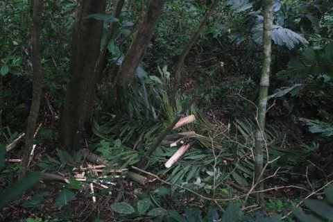 The leftovers of a palm tree that has been cut down alone for it's edible part Stock Photos