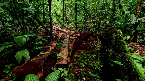 Leftovers of a tropical tree cut down and into pieces to retrieve wooden planks 库存影片 336918973