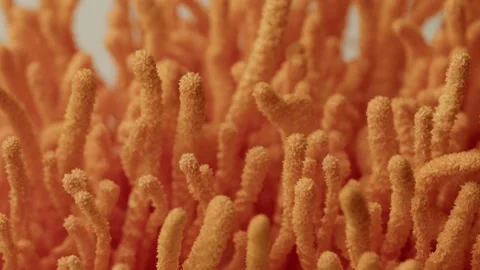 Leftward Macro Pan Across Dense Cordyceps Militaris Colony Vídeos de archivo 329787531