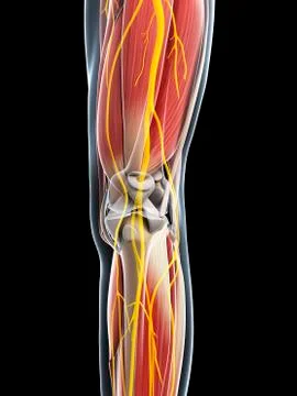 Leg anatomy, artwork イラスト素材